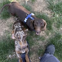 BRABUS VAA, chien à adopter
