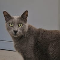 Shado, chat à adopter