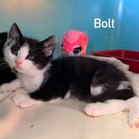 Bolt, chat à adopter