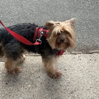 PRALINE VAA, chienne à adopter