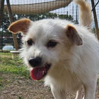 DONALD, chien à adopter