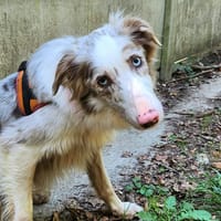 PAILLETTE, chienne à adopter