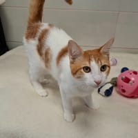 BISCUIT, chat à adopter