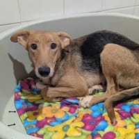 Rio, chienne à adopter