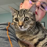 TIGROU, chat à adopter