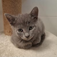 BUBULLE, chatte à adopter