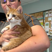 BANDIT, chat à adopter