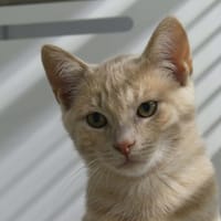 Belzo, chat à adopter