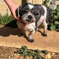 GUESS dit MAX, chien à adopter