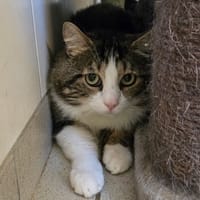 YAYA, chat à adopter