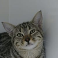 FISOUILLE, chatte à adopter