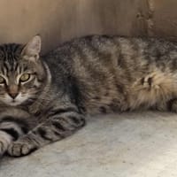 Mojo, chat à adopter