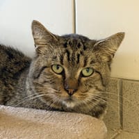 VIRGULE, chat à adopter