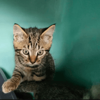 Marvin, chat à adopter