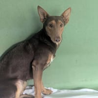 Karma, chienne à adopter