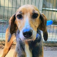 LOLA, chienne à adopter