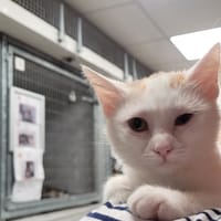 BOTY, chatte à adopter