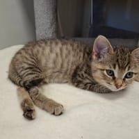 BOUM, chatte à adopter
