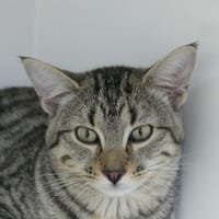 PRUDENCE, chatte à adopter