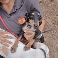 Crevette, chienne à adopter
