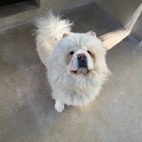MICKEY, chien à adopter