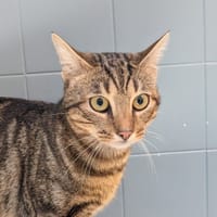 MILKA, chat à adopter