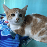 ETOILE, chatte à adopter