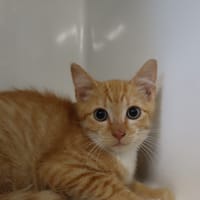 DELTA, chat à adopter