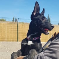 Black, chienne à adopter
