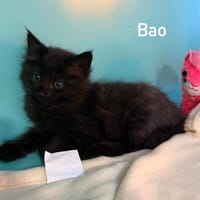 Bao, chat à adopter