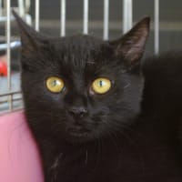 Freya CAB6359, chatte à adopter