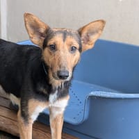 Brian, chien à adopter