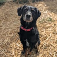 Otis, chien à adopter