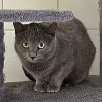 KESAK, chat à adopter