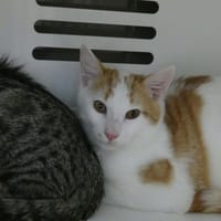 FUYARD, chat à adopter