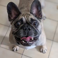 LEON, chien à adopter