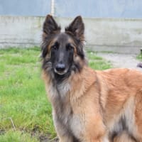 BELLE, chienne à adopter