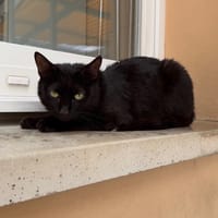 CHANCE, chatte à adopter
