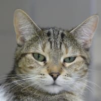 POUSSINETTE, chatte à adopter