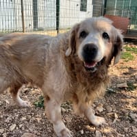 John, chien à adopter