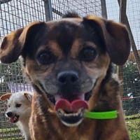 Mickey, chien à adopter