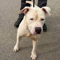 BLANCO, chien à adopter