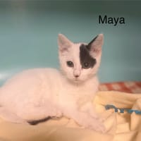 Maya, chatte à adopter