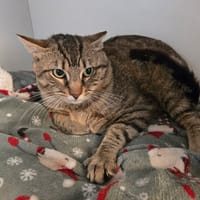 MOON, chat à adopter
