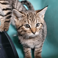 Titi, chat à adopter