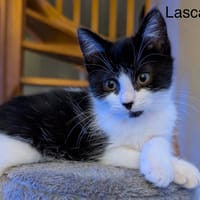 Lascar, chatte à adopter