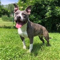 BLUE, chienne à adopter