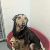 Alex, chienne à adopter