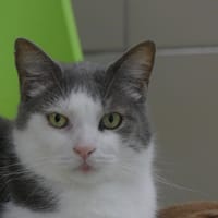 SOURICEAU, chat à adopter