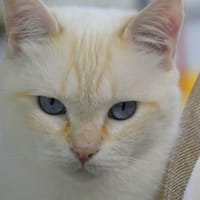 ARCHIE, chat à adopter